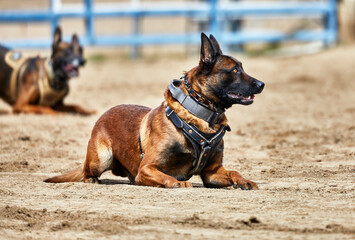 Trained Police dogs waiting for a command