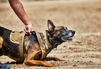 Trained Police dog attacking a suspect - obrazy, fototapety, plakaty