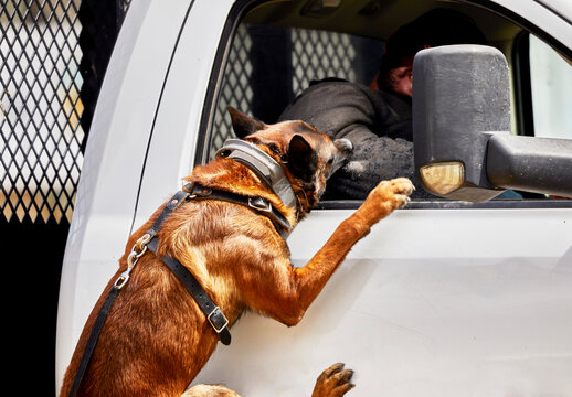 Trained Police Dog Attacking A Suspect In A Truck