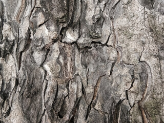 Old tree bark with beautiful patterns for graphic design