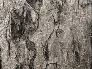Old tree bark with beautiful patterns for graphic design