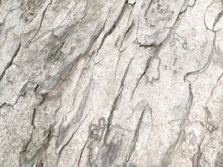 Old tree bark with beautiful patterns for graphic design
