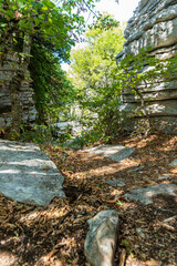 Steinwald bei der Vikosschlucht im Pindosgebirge in Griechenland