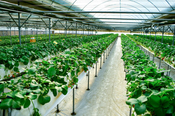Inside modern strawberry farm in Korea. Industrial berry farming in a greenhouse.