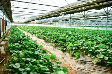 Inside modern strawberry farm in Korea. Industrial berry farming in a greenhouse.