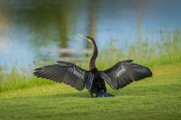 An Anhinga is posing on the edge of the shore of a pond in Florida