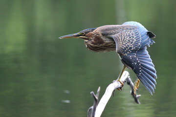 Héron vert dans toutes ses facettes
