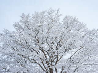 雪が降った後の木
