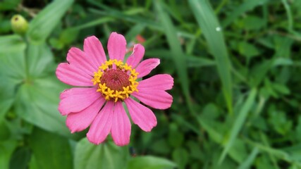 Fototapeta premium pink cosmos flower