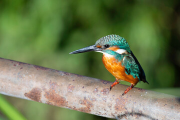 Common kingfisher perching by the river