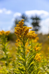 Goldenrod Growing Wild in Minnesota Prairie Grassland