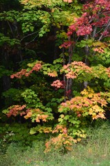 The Laurentides region of Quebec