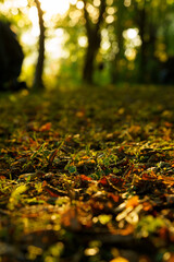 Herbstlaub bei Sonnenuntergang