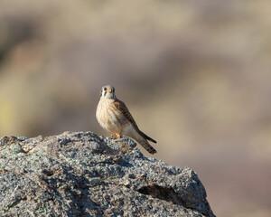 An American kestrel perches on a boulder in Wyoming's evening light.