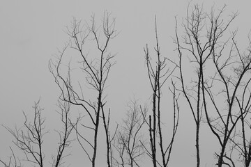 A nature of winter trees without leaves after autumn season.