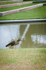 The birds were walking for food by the pond.