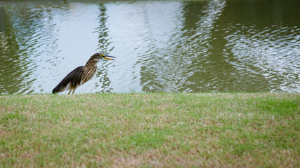 The birds were walking for food by the pond
