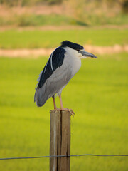 black heron ardea cinerea