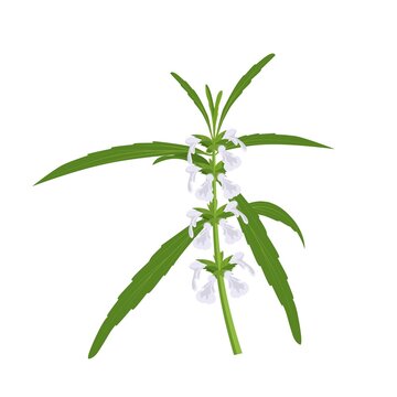 Vector illustration, leucas plant, in scientific language lavandulifolia, local people call 'Thumbapoo'. Symbol of the Onam festival in Kerala, India.