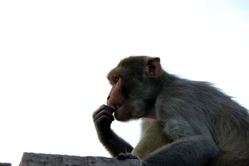 a monkey eating food