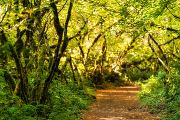 Obraz premium Fall Color in Oregon Forest at Silver Falls State Park