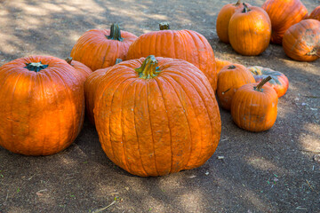 Big pumpkins surrounded by small pumpkins