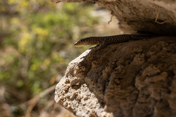 Eidechse bei den Neda Wasserf&auml;llen auf Peloponnes Griechenland