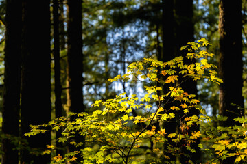 Fall Color in Oregon Forest at Silver Falls State Park