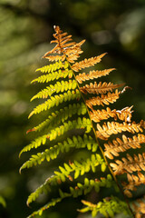 Fall Color in Oregon Forest at Silver Falls State Park