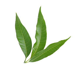 Fototapeta premium Mango leaf isolated on white background