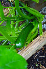 A green zucchini growing on a plant in a raised bed