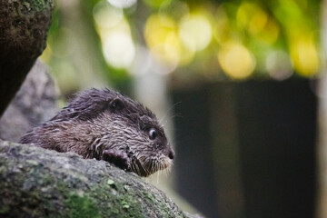 otter