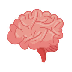 brain human organ