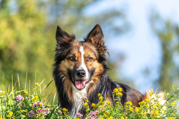 Portrait of a tricolored border collie in a wildflower meadow