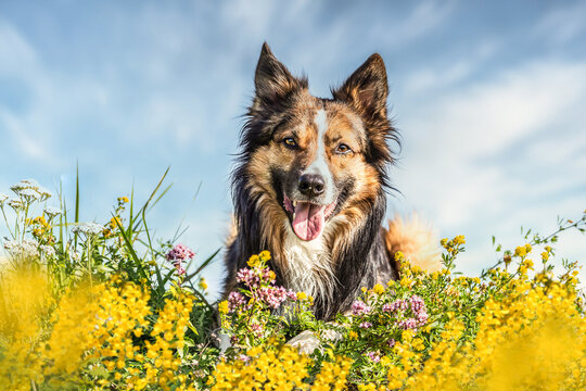 Portrait of a tricolored border collie in a wildflower meadow