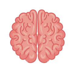 human brain organ