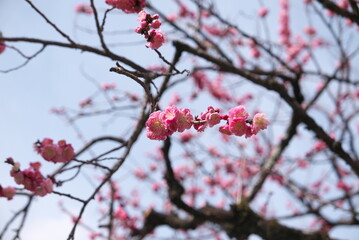 北野天満宮