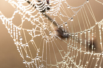 Close-up of dew drops on a spider web.