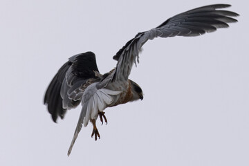Close view of a juvenile white-tailed kite    about to dive on a prey, seen in the wild in North California 