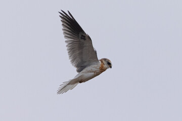 Close view of a juvenile white-tailed kite    flying, seen in the wild in North California 