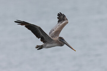 Brown pelican flying, seen in the wild in North California