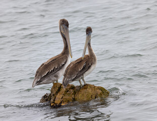 Couple of Brown pelicans, seen in the wild in North California