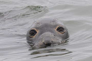 Close up of a Northern elephant seal, seen in the wild in North California