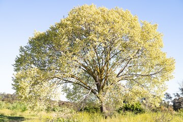 Fototapeta premium tree in spring in a meadow 