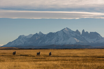 Obraz premium Majestic mountain landscape. Reflection of mountains in the lake. National Park Torres del Paine, the most popular tourist destination in Chile, South America.