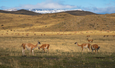 Naklejka premium Interesting wildlife appeared on the highway, located in the Patagonian Plateau in Chile, South America. Interesting picture.