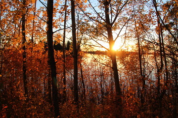 Sunset Behind The Autumn Trees, Elk Island National Park, Alberta