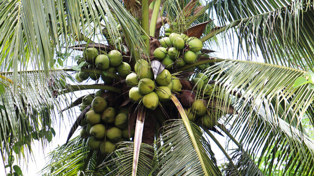 coconut palm tree