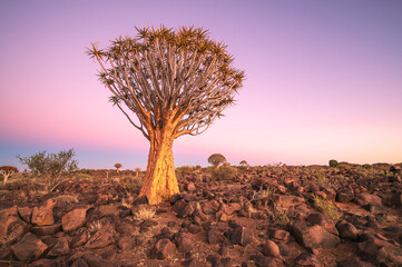 Quiver Tree Forest near Keetmanshoop, Namibia. Topography of arid regions in Africa.