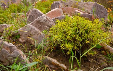 landscape of plants and stones